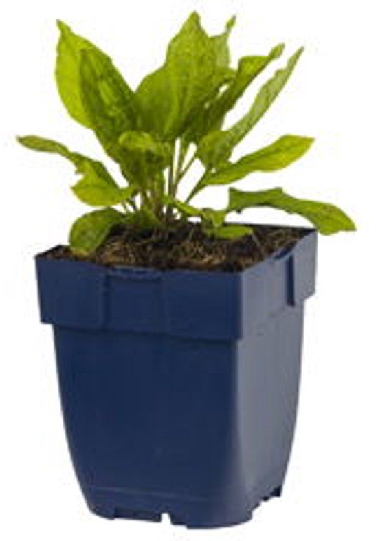 Griffioen Omphalodes verna