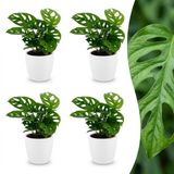 Green boutiQ - 4 Monstera Adansonii & Rhaphidophora Tetrasperma Planten - Pot 12cm - Hoogte 25cm