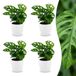 Green boutiQ - 4 Monstera Adansonii & Rhaphidophora Tetrasperma Planten - Pot 12cm - Hoogte 25cm