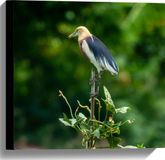 Merkloos / Sans marque Canvas Javaanse Reiger op Top van Groene Plant in Bosrijke Omgeving - 40x40 cm Foto op Canvas Schilderij
