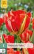 Jub Tulipa Love Valley bloembol JUB 5 stuks