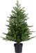 Everlands Grandis mini boom d63h90 cm groen