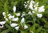 GRDplanten Physostegia virg. 'Summer Snow' 6x Scharnierplant | 9x9 cm pot