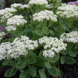 Arborix Sedum 6 x Sedum Spectabile 'Stardust' - Vetkruid pot 9x9cm