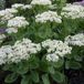 Arborix Sedum 6 x Sedum Spectabile 'Stardust' - Vetkruid pot 9x9cm