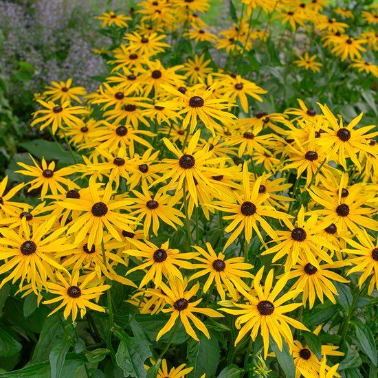 Griffioen Rudbeckia fulg. Goldsturm vaste plant