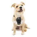 Kurgo Tru-Fit Smart Hondenharnas, Klein, Zwart
