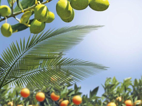 Warentuin mix - Mediterrane potgrond aarde 20 liter