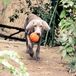 Lanco Hondenspeelgoed Basketbal Groot Multi Rubber