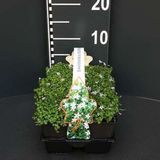 GRDplanten Groendecor Tuinarchitectuur 6x Isotoma - Isotoma fluviatilis ('Dark Blue') | 9x9 cm pot