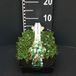 GRDplanten Groendecor Tuinarchitectuur 6x Isotoma - Isotoma fluviatilis ('Dark Blue') | 9x9 cm pot