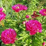 Arborix Paeonia 6 x 'Karl Rosenfield' - Tuinpioen pot 9x9cm
