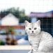 Bol filet pour chat transparent pour balcon et fenêtres - extra résistant aux intempéries - 5 x 5 m