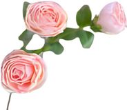Buitengewoon Boet Buitengewoon de Boet Roze 3 knopen roze