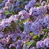 Arborix Buddleja Alternifolia - Vlinderstruik 40-60 cm in pot
