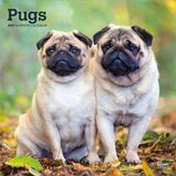 Pugs Browntrout Publishers Pugs - Mops 2027 - 16-Monatskalender