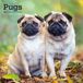 Pugs Browntrout Publishers Pugs - Mops 2027 - 16-Monatskalender