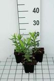 GRDplanten Groendecor Tuinarchitectuur 6x Scharnierplant - Physostegia virg. 'Vivid' | 9x9 cm pot
