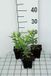 GRDplanten Groendecor Tuinarchitectuur 6x Scharnierplant - Physostegia virg. 'Vivid' | 9x9 cm pot