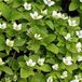 Arborix Bol 6 Cornus Canandensis - Kornoelje/Zweedse kornoelje - pot 9 x 9cm