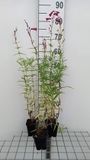GRDplanten Groendecor Tuinarchitectuur 6x Schildpadbloem - Penstemon hybr. 'Schoenholzeri' ( Firebird/ruby') | 9x9 cm pot