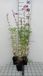 GRDplanten Groendecor Tuinarchitectuur 6x Schildpadbloem - Penstemon hybr. 'Schoenholzeri' ( Firebird/ruby') | 9x9 cm pot