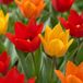 Green boutiQ - 50x Tulipa Praestans Mix - Tulipa Praestans Mix - Diversen - Voorjaarsbloeier - Bolmaat 8/9