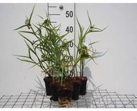 Groendecor Tuinarchitectuur 6x Matricaire - Tradescantia (a) 'Innocence' | pot de 9x9 cm