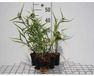 Groendecor Tuinarchitectuur 6x Matricaire - Tradescantia (a) 'Innocence' | pot de 9x9 cm