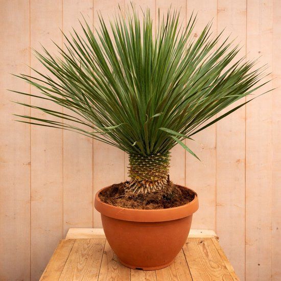 Warentuin Natuurlijk Palmlelie Yucca Rostrata 120cm