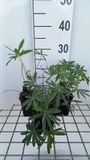 Groendecor Tuinarchitectuur 6x Lupine - Lupinus hybr. 'Minarette' | pot 9x9 cm