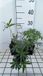 Groendecor Tuinarchitectuur 6x Lupine - Lupinus hybr. 'Minarette' | pot 9x9 cm