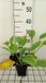 Groendecor Tuinarchitectuur 6x Hosta hybr. 'Blue Umbrellas' | pot de 9x9 cm
