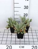 GRDplanten Koekoeksbloem 6x Lychnis chal. 'Alba' | 9x9 cm pot