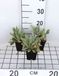 GRDplanten Koekoeksbloem 6x Lychnis chal. 'Alba' | 9x9 cm pot