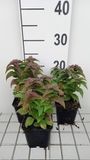 GRDplanten Groendecor Tuinarchitectuur 6x Bergamotplant - Monarda hybr. 'Petite delight' | 9x9 cm pot