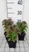 GRDplanten Groendecor Tuinarchitectuur 6x Bergamotplant - Monarda hybr. 'Petite delight' | 9x9 cm pot