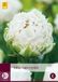 Jub Tulipa Snow Crystal bloembollen 5 bollen Tulp JUB
