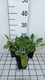 GRDplanten Groendecor Tuinarchitectuur 6x Kruisdistel - Eryngium plan. 'Blaukappe' | 9x9 cm pot
