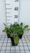 GRDplanten Groendecor Tuinarchitectuur 6x Kruisdistel - Eryngium plan. 'Blaukappe' | 9x9 cm pot