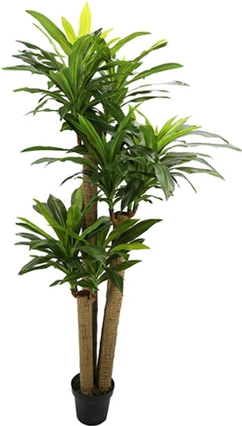 Buitengewoon Boet Kunst Corn Stalk Dracaena - 190 cm