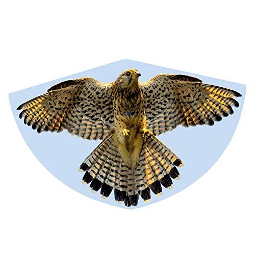 Paul Günther 1230 - kindervlieger met valken motief, inleginner draak van robuuste PE-folie met verstelbare drakenweegschaal, voor kinderen vanaf 4 jaar met wikkelgreep en koord, ca. 92 x 62 cm groot