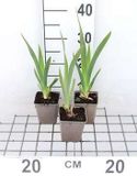 GRDplanten Groendecor Tuinarchitectuur 6x Baardiris - Iris (germ.) 'White Knight' | 9x9 cm pot