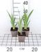GRDplanten Groendecor Tuinarchitectuur 6x Baardiris - Iris (germ.) 'White Knight' | 9x9 cm pot