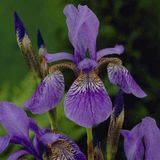 Arborix Iris 6 x Iris Sibiricia 'Blue King' - Baardloze Iris pot 9x9cm