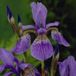 Arborix Iris 6 x Iris Sibiricia 'Blue King' - Baardloze Iris pot 9x9cm