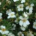 Arborix Potentilla Potentilla Fruticosa 'Abbotswood' - Ganzerik|Vijfvingerkruid 25-30 cm in pot