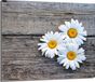 TMK ArtDeko Daisy Glazen beschermplaat voor het fornuis, 60x52 cm