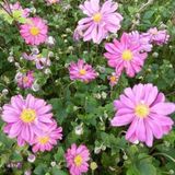 Merkloos / Sans marque Boomenplant.be 6x Anemone hybrida ‘Pamina’ - Herfstanemoon - Pot 9x9 cm