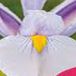 JUB - Iris hollandica Carmen
